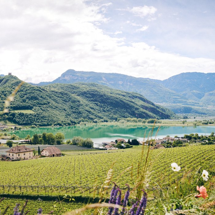 Blick auf den Kalterer See, umgeben von Weinbergen in Südtirol